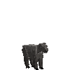 creature-goat-takingold-male-baby