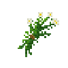 herbbundle-chamomile