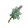 herbbundle-sage