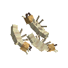 insect-termite