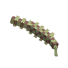 treeseed-birch